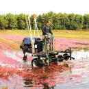 The bogs are flooded with water to begin the harvesting process.