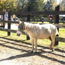 A mini horse at East Over Farm.