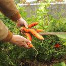 Brooke Johnson holds a bundle of carrots she pulled from the soil.