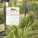 Edible flowers and herbs grow at the community garden.