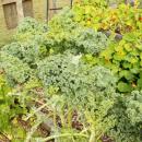 Plentiful kale grows at the garden.