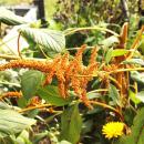 Fresh amaranth grows in a vegetable bed.