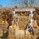 Pick your own pumpkin is a popular activity at the farm.