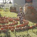 A cow wanders the pick your own pumpkin station.