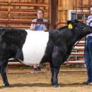 Molly Quinn of Middleboro, 14, with Olde Post Farm Milton Cat during the Sales Talk contest in June. Photo by Abby Van Selous 
