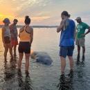 From the left, Dave Gerber, Erin Carr, Nicole Reedy, Jon Barratt and Lou discuss what to do about the stranded manatee they found in Mattapoisett near the Mattapoisett Rail Trail and Reservation Road on Tuesday, Jul. 29. Source: Erin Carr