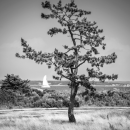 Zhou explores the power of composition in photography in pictures like "Tree by the Sea."