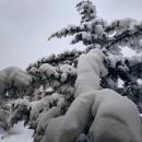 Tree branches were bowed down with snow. 
