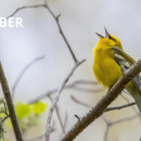 SCCMS Presents Story Time