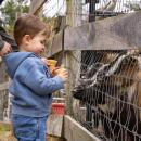 Goats eagerly await food from Jonathan Hurrie, 2, at Pine Meadow Alpacas on Saturday, April 18. Photos by Grace Roche