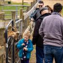 Maggie Lafleur, 4, avoids a close call with a hungry goat. 