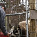 Jake the four-horned Jacob sheep was a favorite for some visitors. 