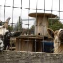 Two goats hope for some food. 