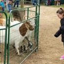 Molly Wirth, 9, made sure none of the food other visitors dropped on the ground went to waste. 