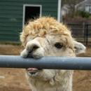 An alpaca nibbles the fence. 