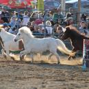 The mini horses are loose!