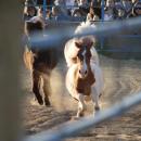 Hay there!
