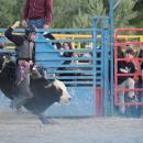 Taking the bull by its horns - literally.