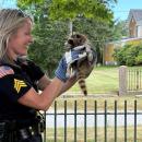 Sgt. Catherine Connolly holds the baby raccoon she brought down from a tree. Photo source: Rochester Police 