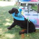 A stuffed dog reps Mattapoisett trail merch. 