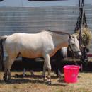 Horses and ponies spent the day competing and resting. 
