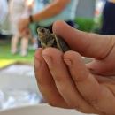 A baby diamondback terrapin is held up for observation on Sept. 10, 2022 at Briarwood Beach in Wareham. Photo by Alexandra Weliever