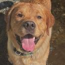 Marion Police Department's comfort dog Norman. Photo source: Marion Police