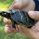 One young explorer found a small turtle. 