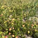 By mid-summer, cranberries have begun ripening and turning their recognizable color. Photos by Grace Roche