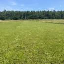 Thick growth in cranberry bogs helps chock out any competing weeds. 