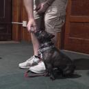 Brad Cole, of Mattapoisett, gives his dog Pancake a treat. The dogs receive positive reinforcement during their obedience training through praise and treats.