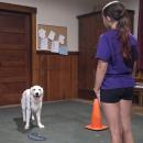 Mackenzie Smedberg “stands” her dog Cannoli. Cannoli is expected to stand in her spot without moving her feet as Smedberg walks away from her.