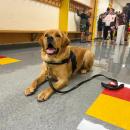Marion's comfort dog, Norman, sits in the hallway of Sippican School during an open house Tuesday, Sept. 1. Photos by Grace Roche