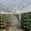 Several varieties of sprouts grow inside a greenhouse at the Johnathan Sprouts farm in Rochester. Photos by Grace Roche