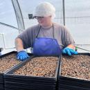 An employee prepares a new batch of seeds for sprouting. 