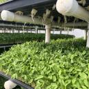 Sprouts are ready to be harvested after about a week. 