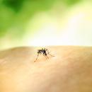 Avoiding mosquito activity can keep people safe from West Nile virus and Eastern Equine Encephalitis.