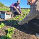 Food service staff harvest chard. 
