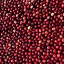 Cranberries float in the water. 