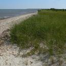 Beach grass along the sand and cobble shoreline at Demarest Lloyd State Park in South Dartmouth, MA