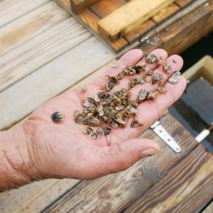 Dale Leavitt with a handful of oyster seed.