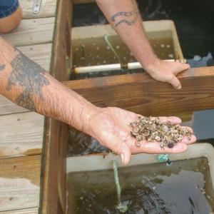 Dale Leavitt holds more oyster seed. 