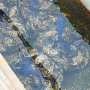 Fully mature oysters ready to be picked up for delivery.