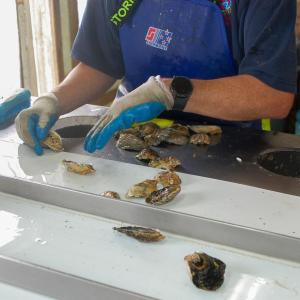 Lacy Berman cleans shellfish before she places them on a conveyor belt. 