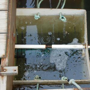 Water circulates through an oyster hatchery.