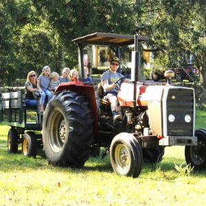 Rochester resident Eric Hedblom of East Over Farm drives a tractor, taking fall festival attendees on a hayride. Photos by Grace Ann Natanawan