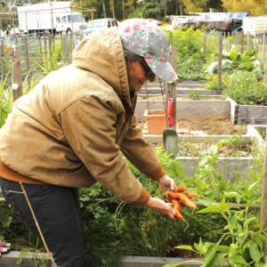 Brooke Johnson of Marion pulls fresh carrots from the soil at the Marion community vegetable garden. Photos by Grace Ann Natanawan
