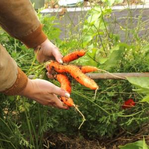 Brooke Johnson holds a bundle of carrots she pulled from the soil.