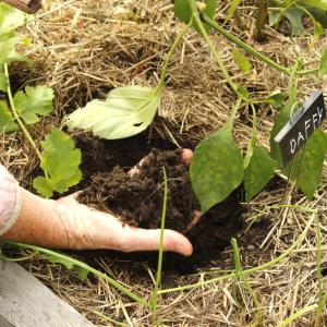 Barbie Burr grasps the soil in a vegetable bed.