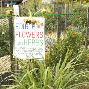 Edible flowers and herbs grow at the community garden.